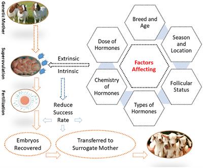 Factors affecting superovulation induction in goats (Capra hericus): An analysis of various approaches